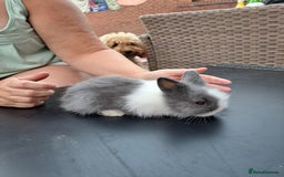 Lionhead rabbits for sale: Gorgeous Double maned lionheads - Image 3