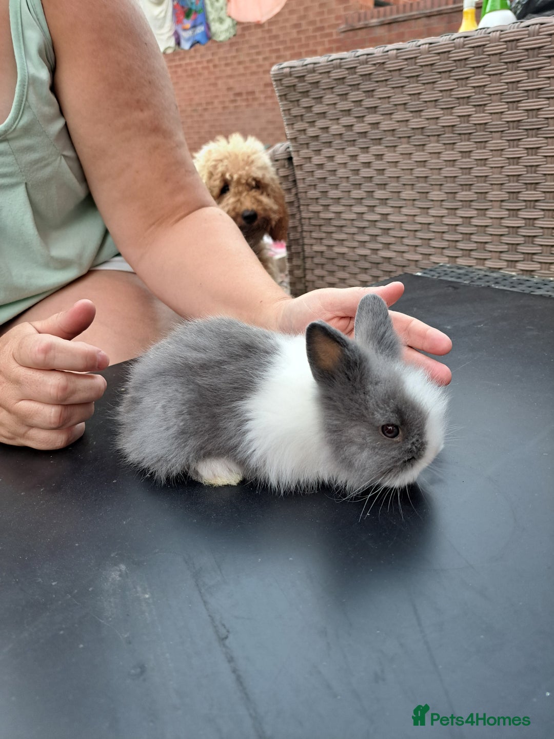 Lionhead rabbits for sale: Gorgeous Double maned lionheads - Image 3