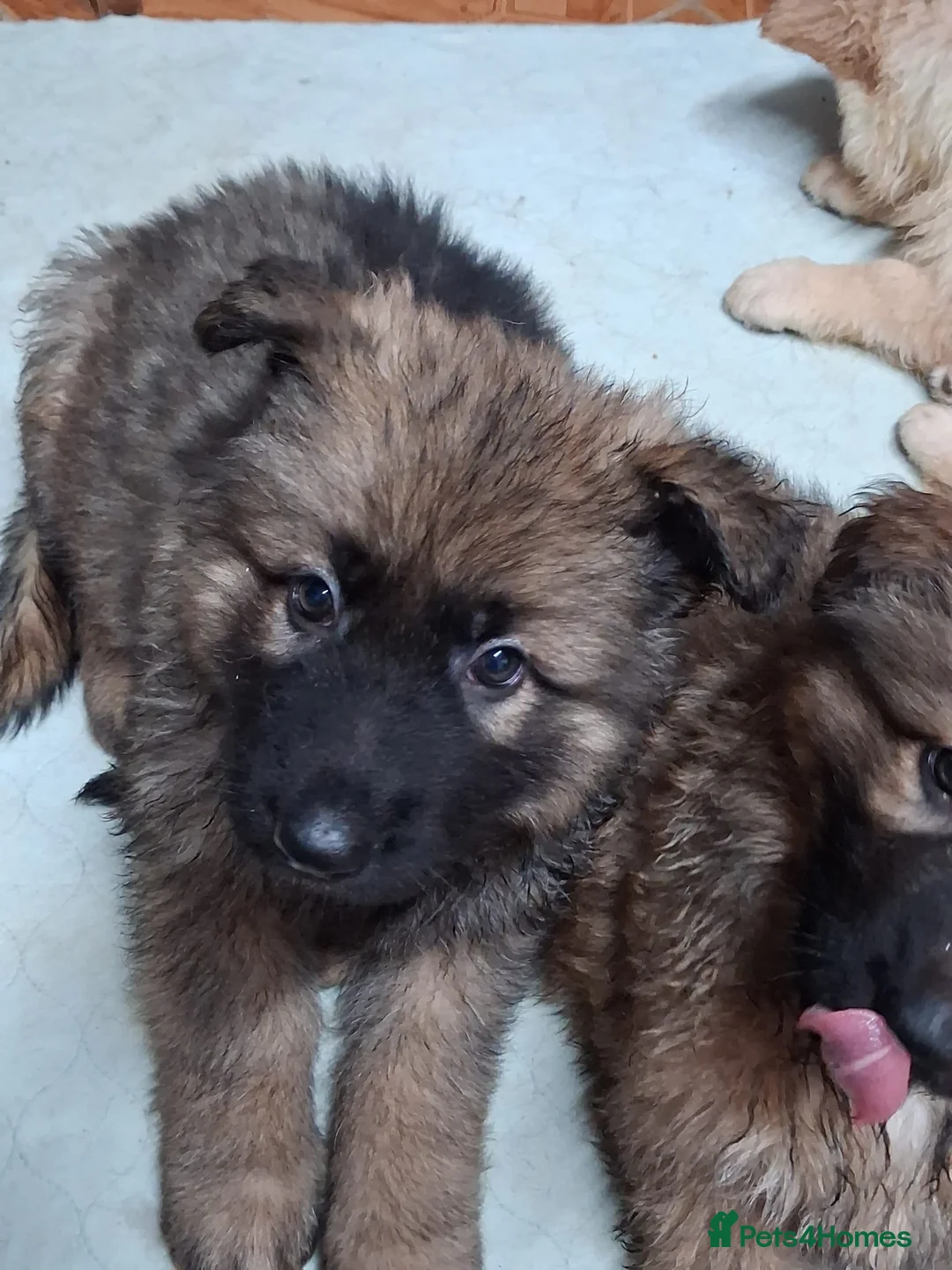 German Shepherd dogs for sale: Beautiful long haired straight back GSD babies  - Advert 4