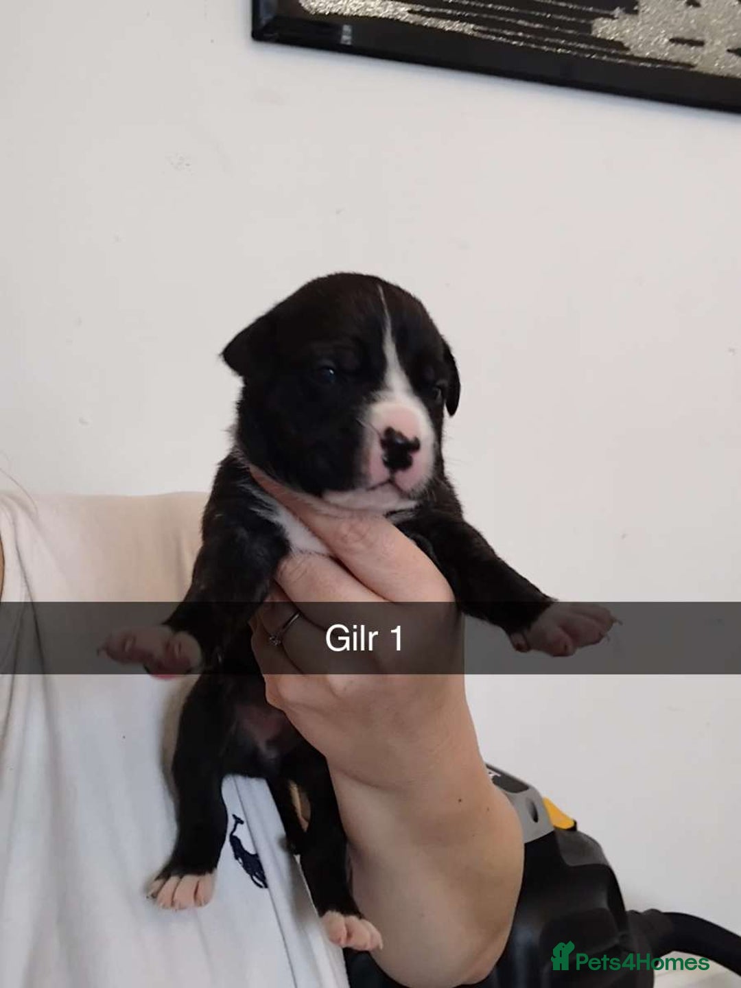 Mixed Breed dogs for sale: Beautiful mastiff cross pups - Image 10