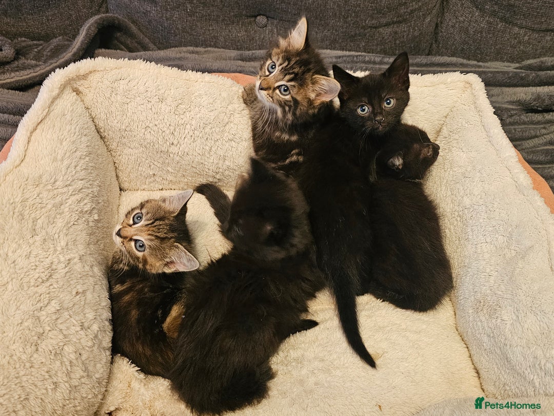 Mixed Breed cats for sale: Beautiful kittens - Advert 8