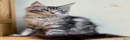 Maine Coon cats for sale: Beautiful Maine Coon kittens - Advert 6