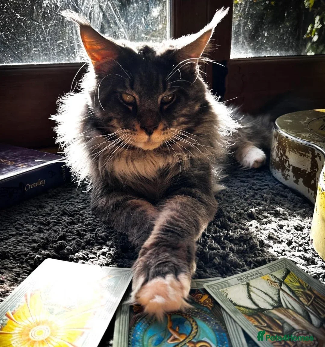 Maine Coon cats for sale: Maine Coon Pure Bred Kittens, TICA Registered - Image 6