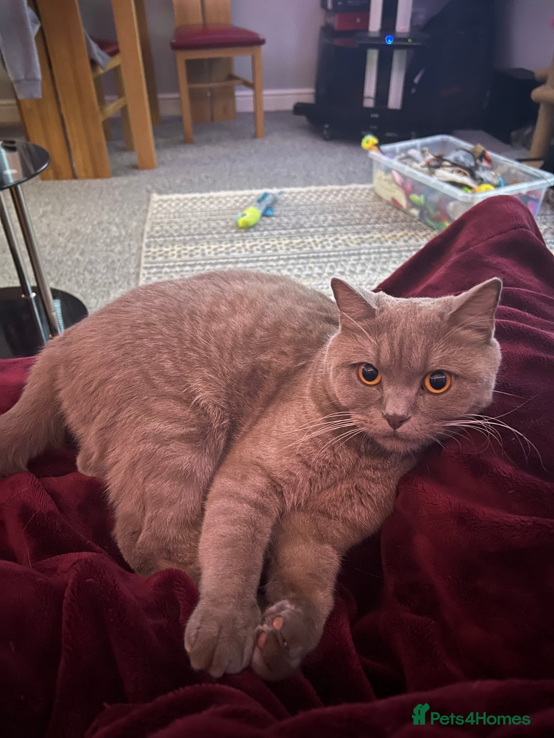 British Shorthair cats for sale: Adult British Shorthair for Sale - Image 4