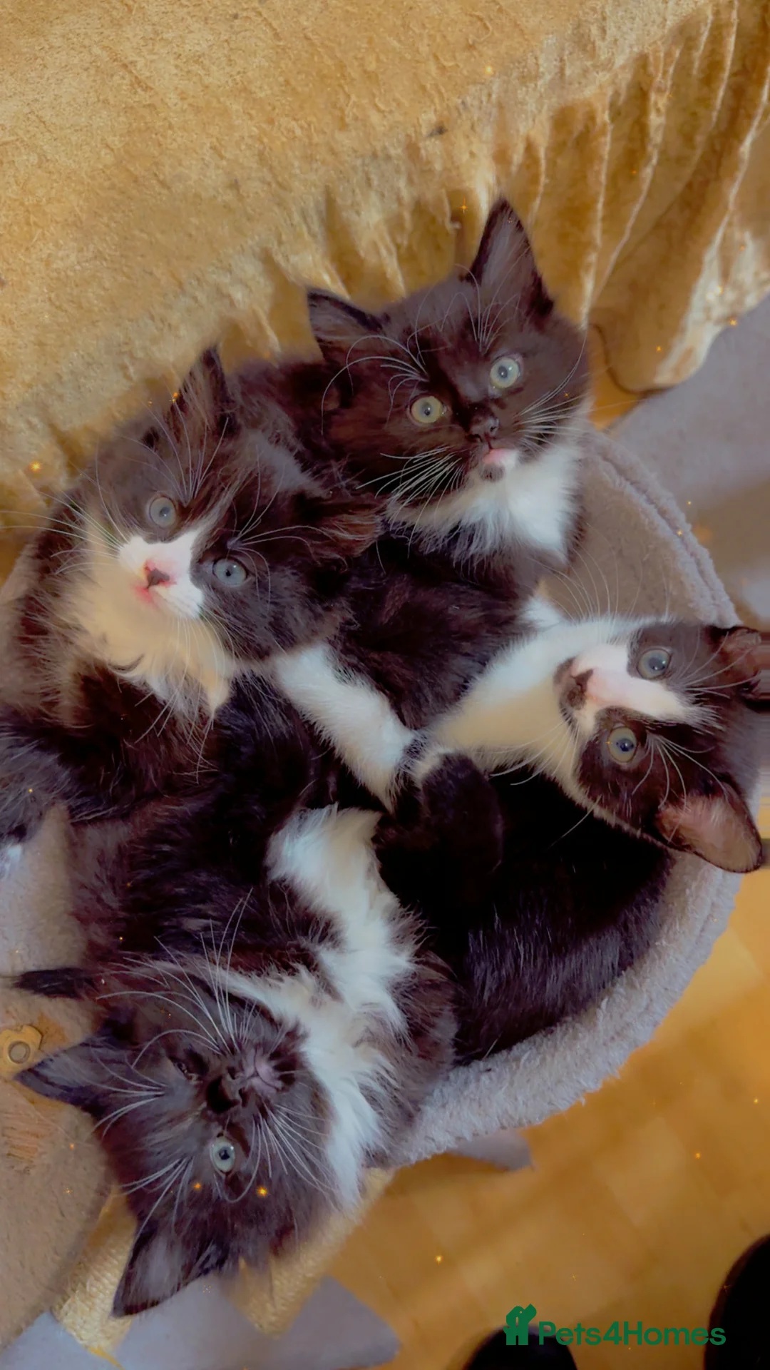 Mixed Breed cats for sale: 4 Beautiful Tuxedo Kittens (3 Long haired) <3 - Advert 12