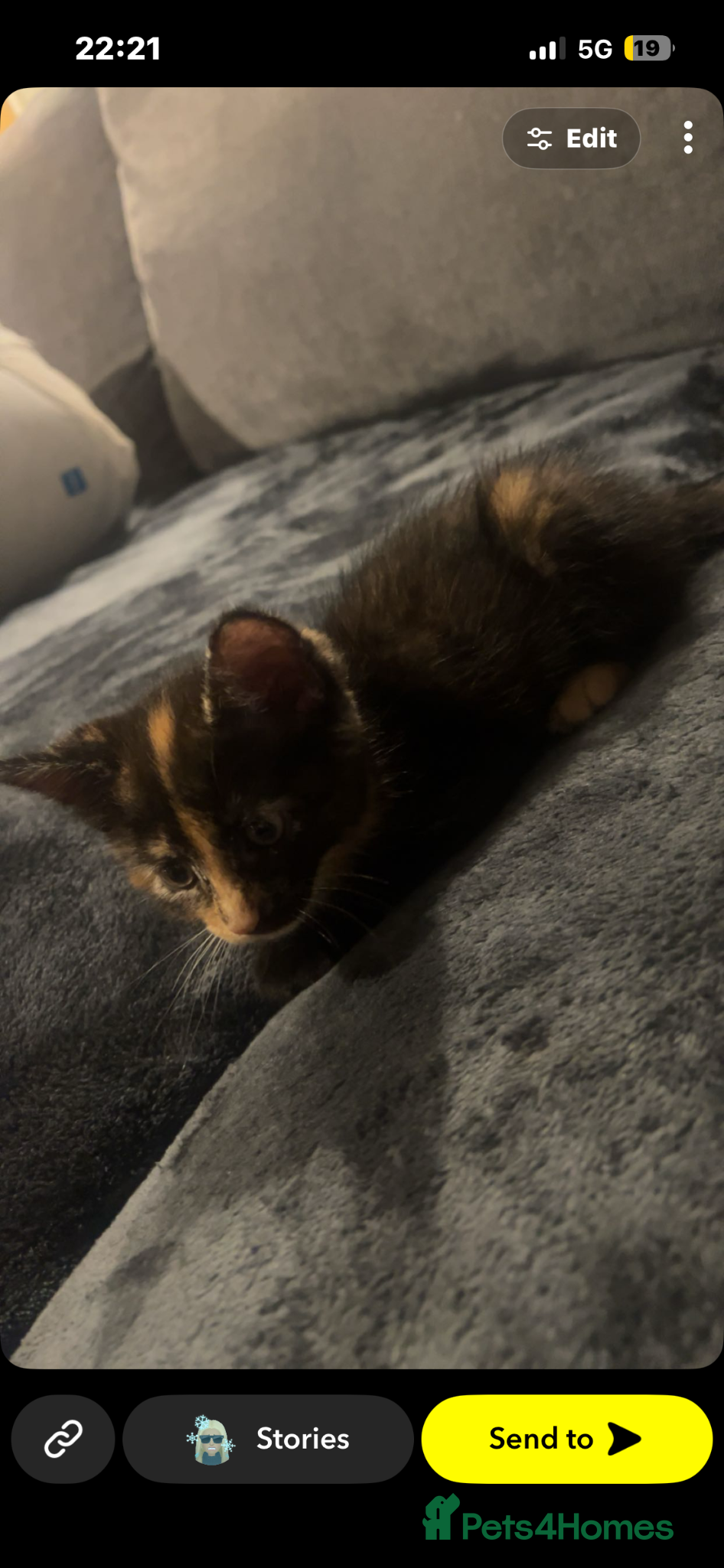 Mixed Breed cats Girl kitten for sale  - Advert 1