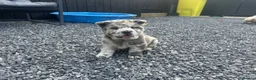Chow Chow dogs for sale: Stunning exotic colour chowski puppies for sale  - Advert 9