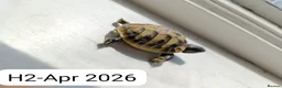 Hermann Tortoise reptiles for sale: Herman baby tortoise  - Advert 9