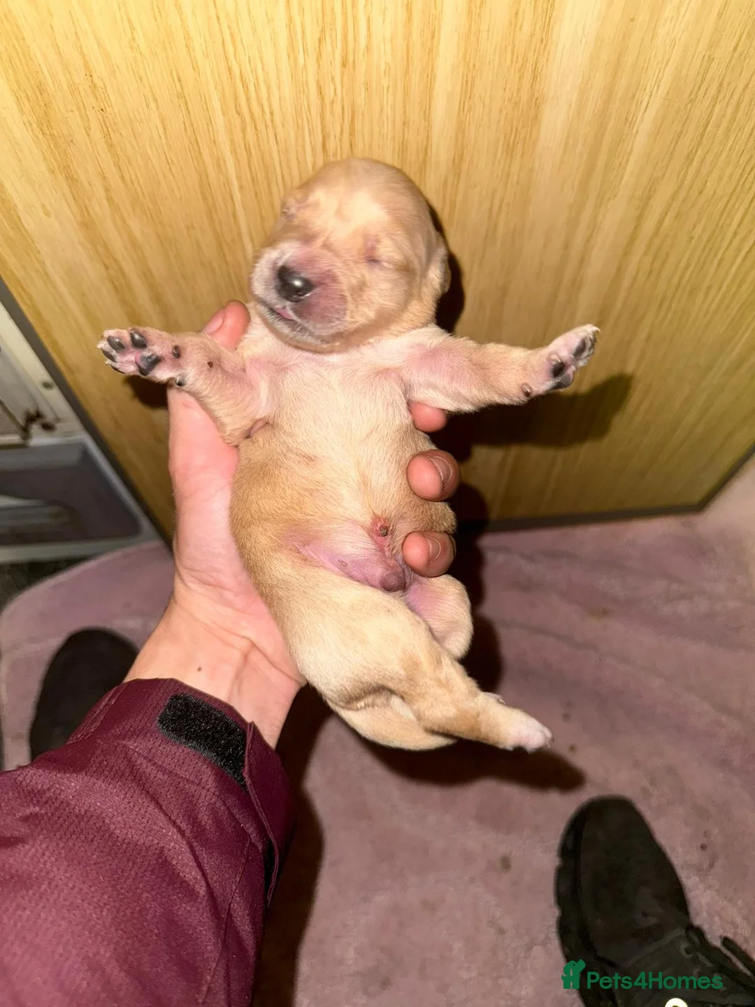 Golden Retriever dogs for stud: Catrigg macadamia (MAX) - Advert 12