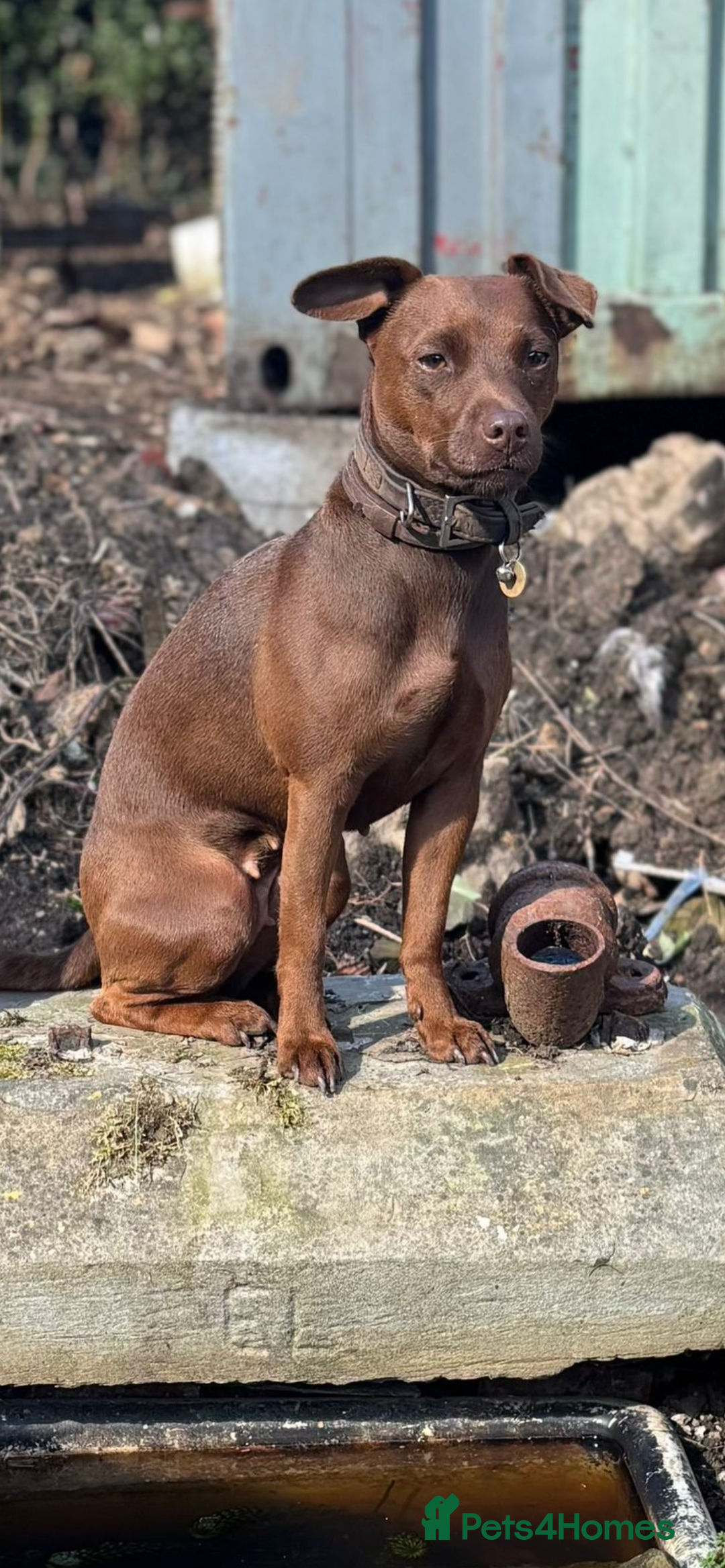 Patterdale Terrier dogs for sale: red patterdale pups  - Advert 1