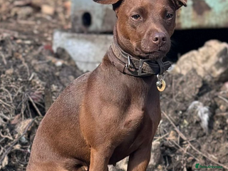 Patterdale Terrier dogs red patterdale pups - Advert 12