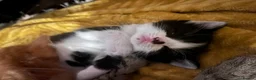 Mixed Breed cats for sale: Gorgeous mixed babies - Advert 2
