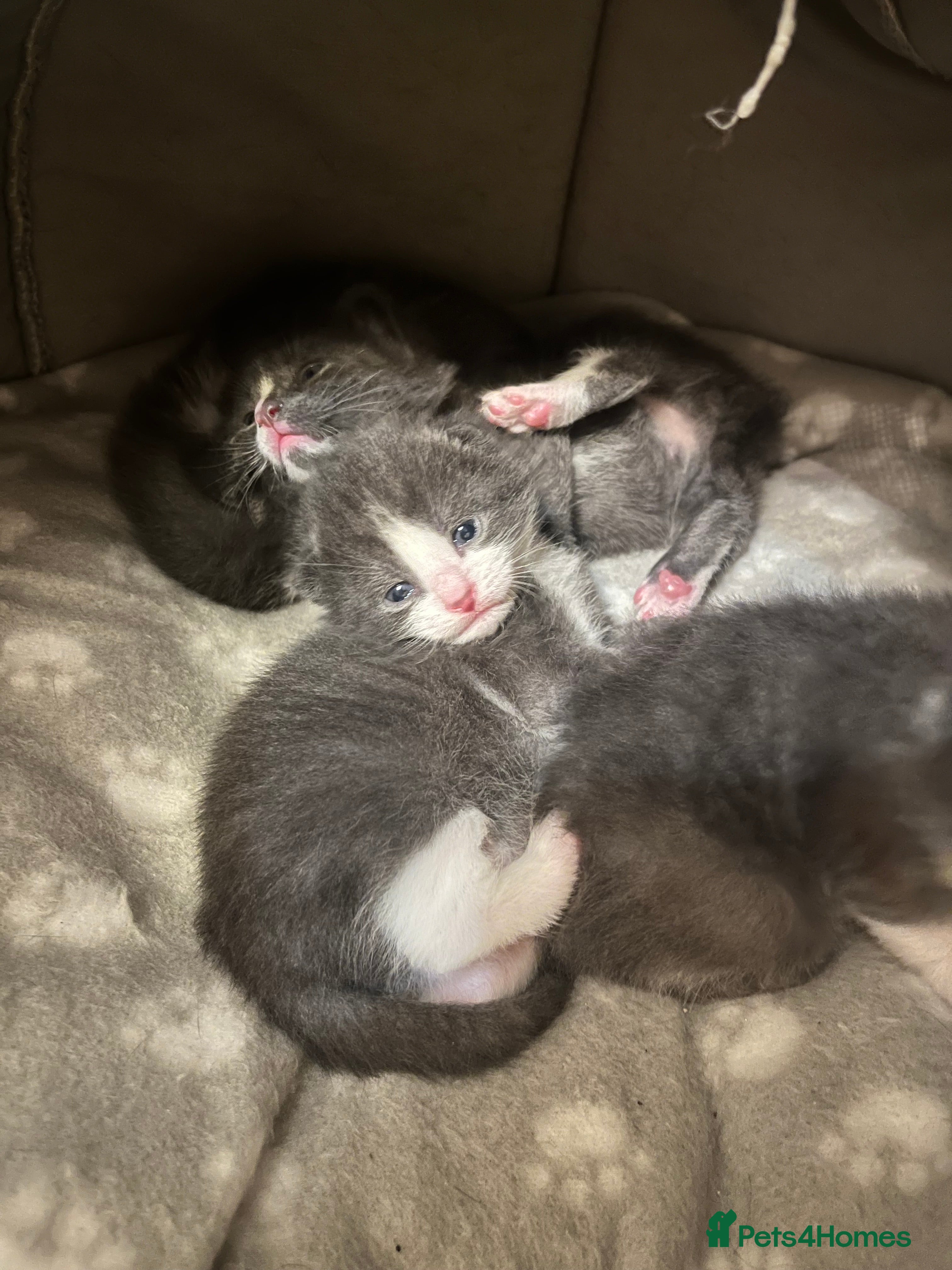 Mixed Breed cats Kittens  - Advert 5