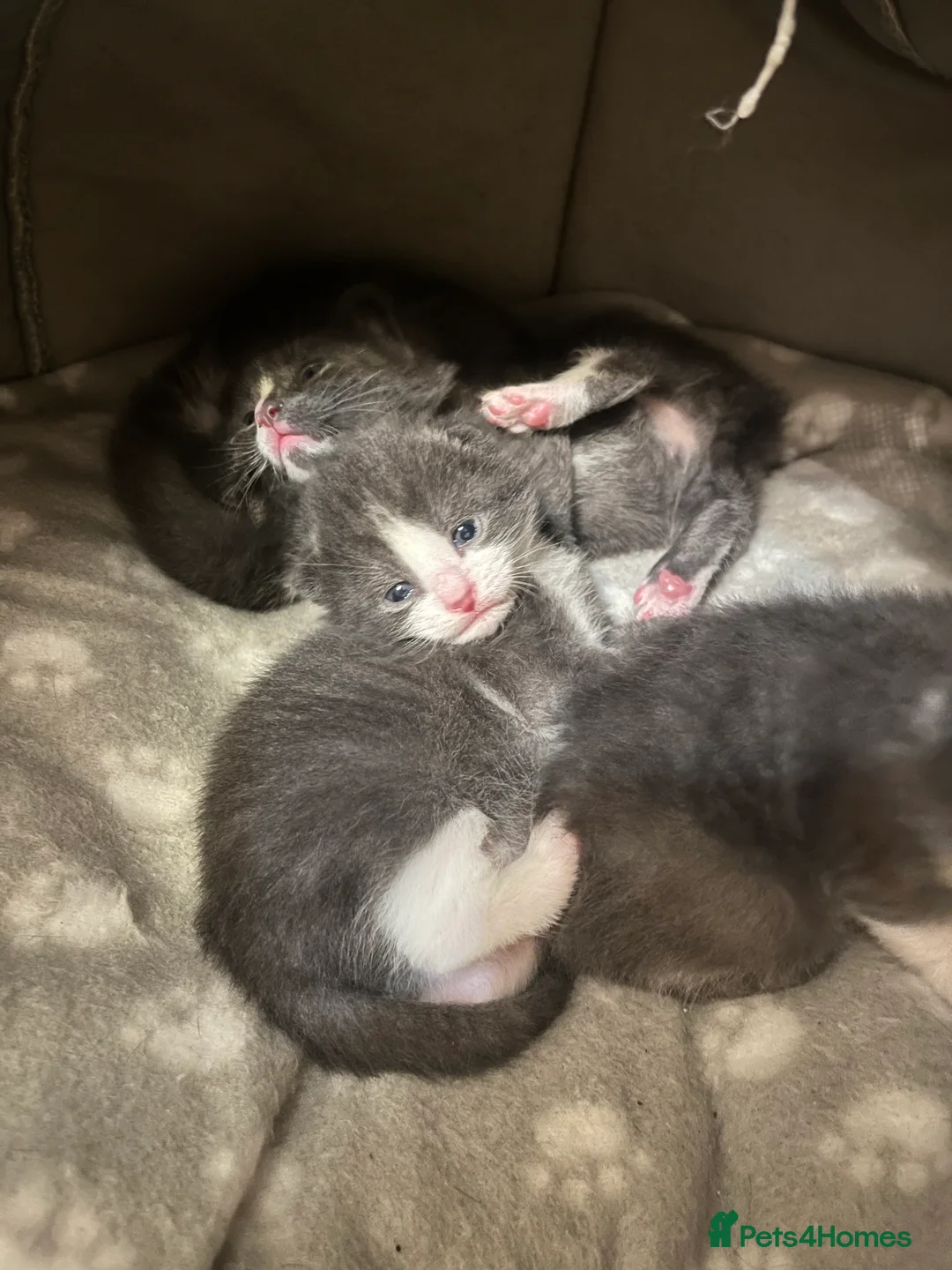 Mixed Breed cats for sale: Kittens  - Advert 1