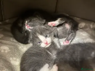 Mixed Breed cats Kittens - Advert 2