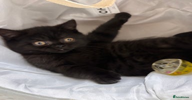 British Shorthair cats Full British short hair kittens - Advert 12