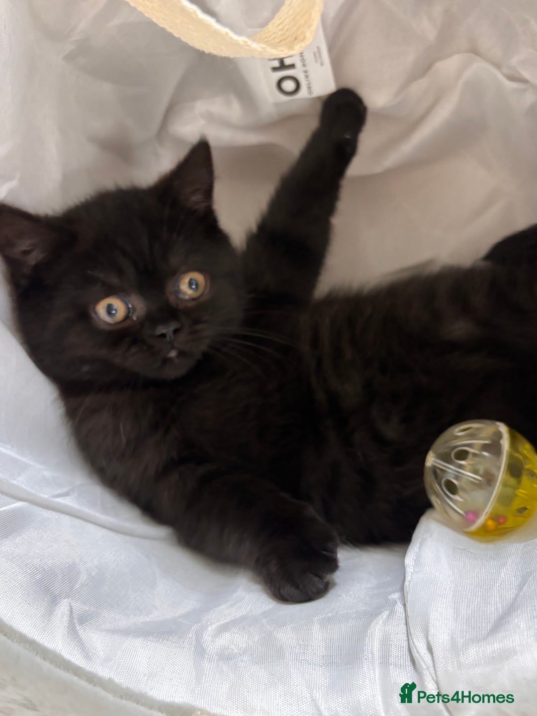 British Shorthair cats for sale: Full British short hair kittens - Advert 2