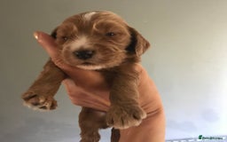 Mixed Breed dogs for sale: Health tested Australian Labradoodles - Image 1