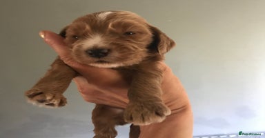 Mixed Breed dogs - Advert 12
