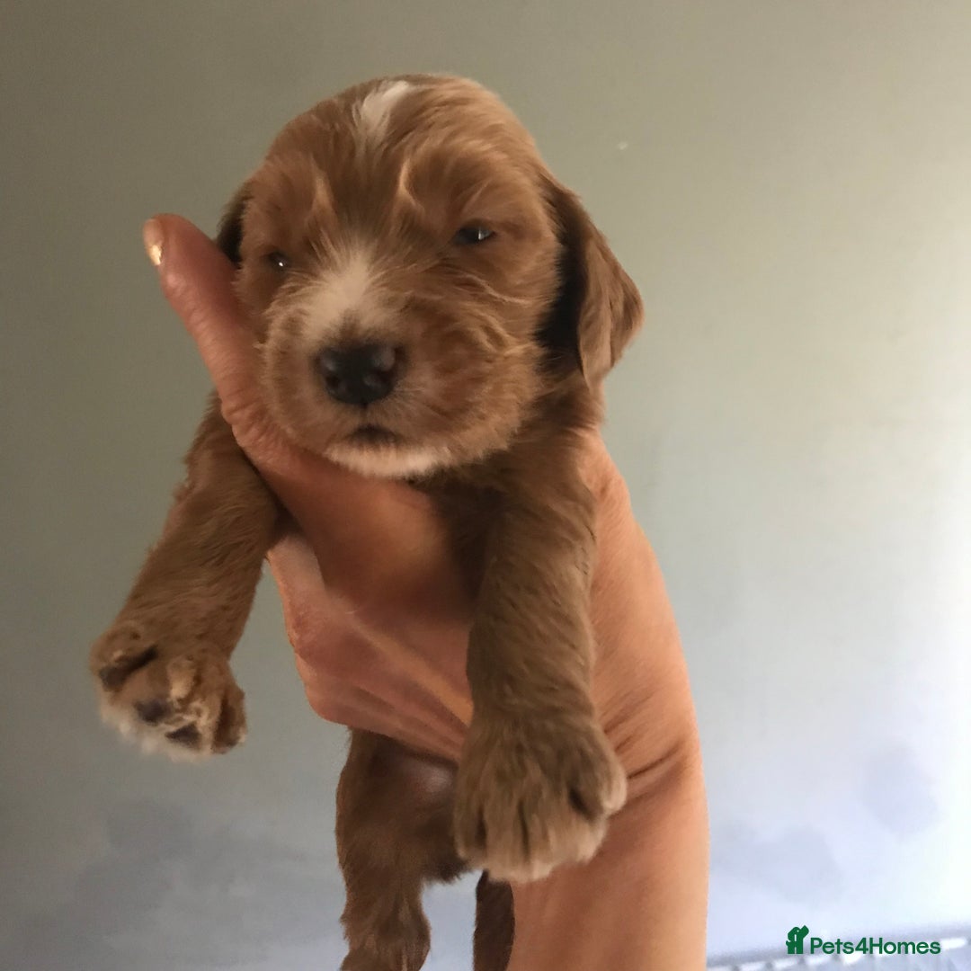 Mixed Breed dogs for sale: Health tested Australian Labradoodles - Image 1