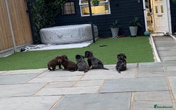 Miniature Dachshund dogs for sale: Stunning miniature Daschund litter kc reg  - Image 20