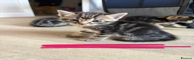Pink collar 