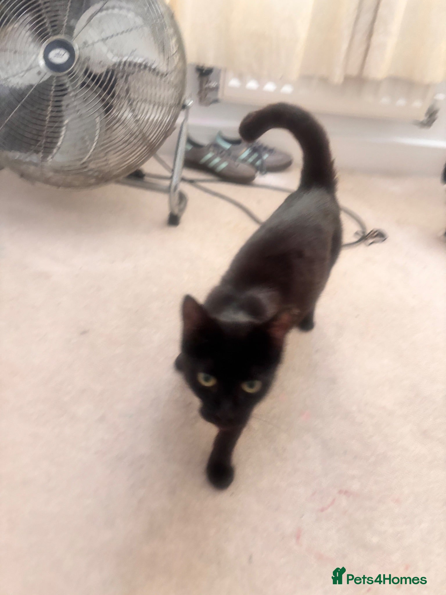 Mixed Breed cats Kittens for sale  - Advert 1