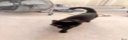 Mixed Breed cats for sale: Kittens for sale  - Advert 1