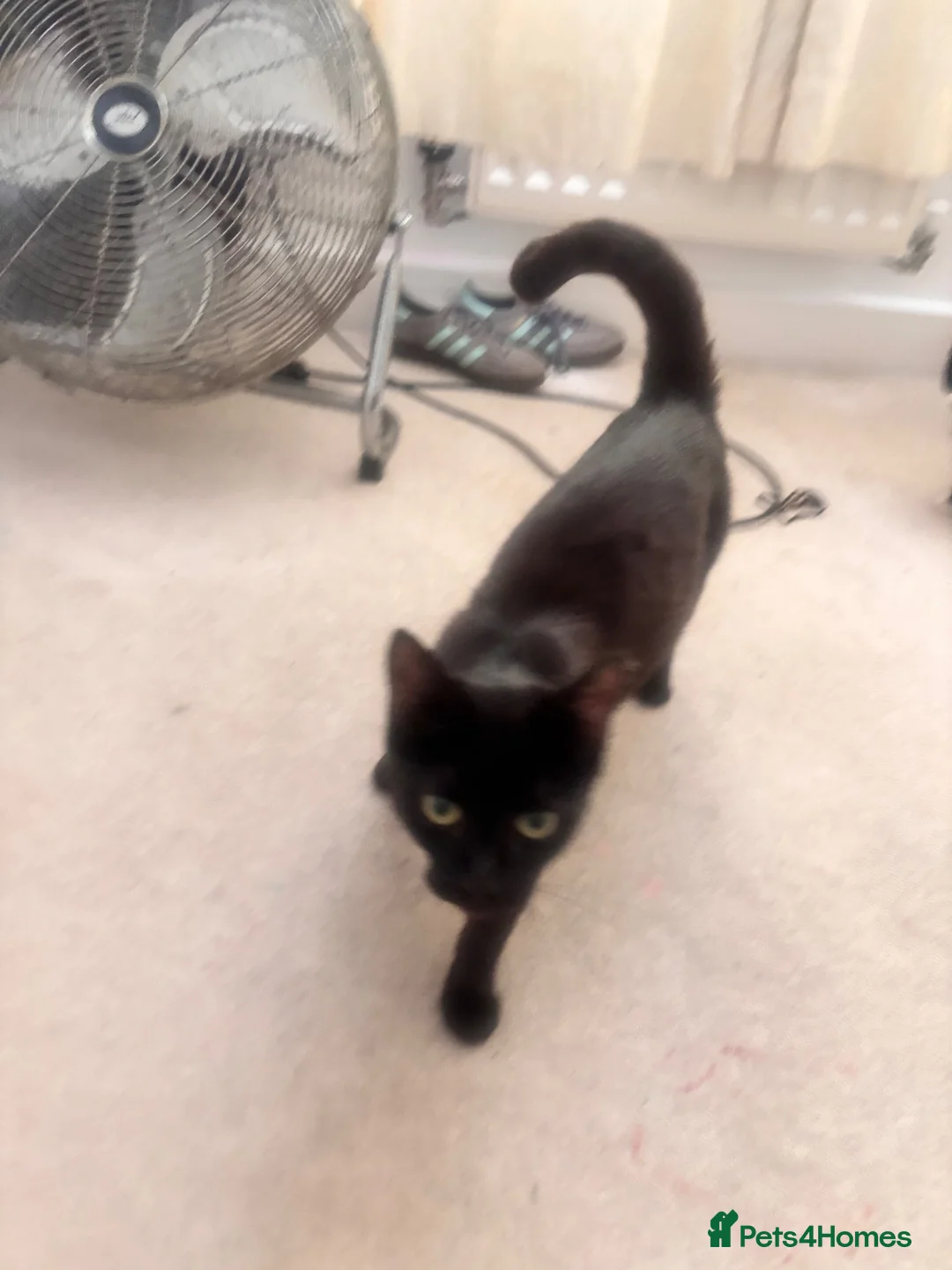 Mixed Breed cats for sale: Kittens for sale  - Advert 1
