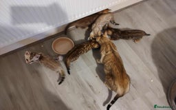 Bengal cats for sale: Gorgeous bengal kittens - Image 6
