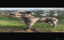 Lurcher dogs for sale: Beddy/whippet/greyhound  - Advert 6