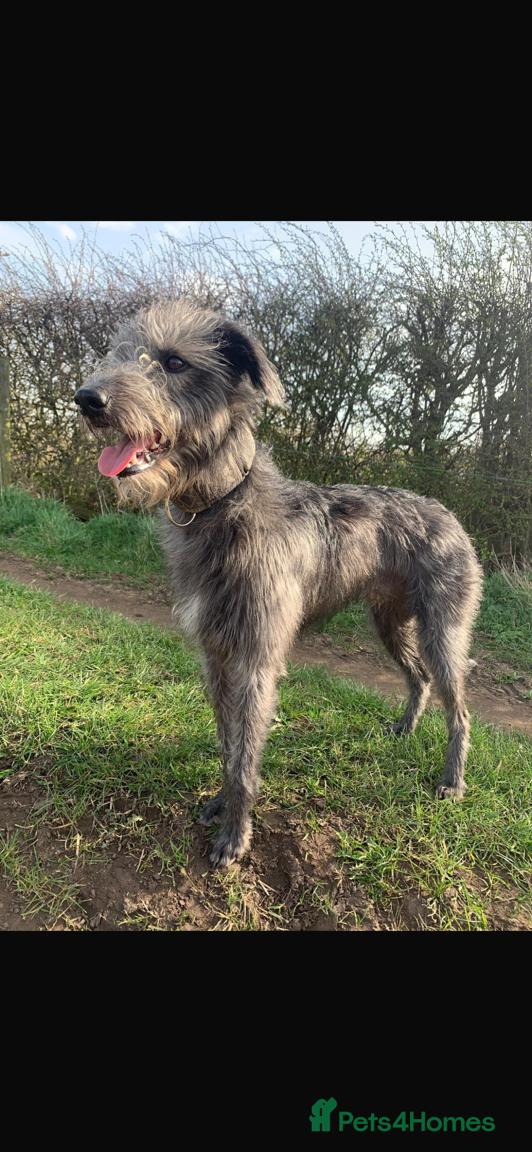 Lurcher dogs for sale: Beddy/whippet/greyhound  - Advert 6