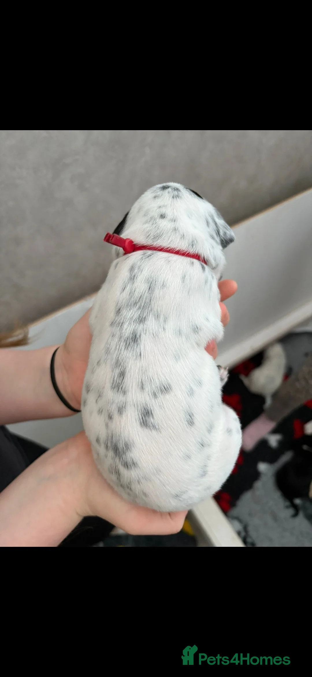 Mixed Breed dogs for sale: Gorgeous family puppies  - Advert 24