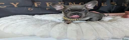 French Bulldog dogs for sale: ⭐️Gorgeous French Bulldog Puppies⭐️ - Advert 19