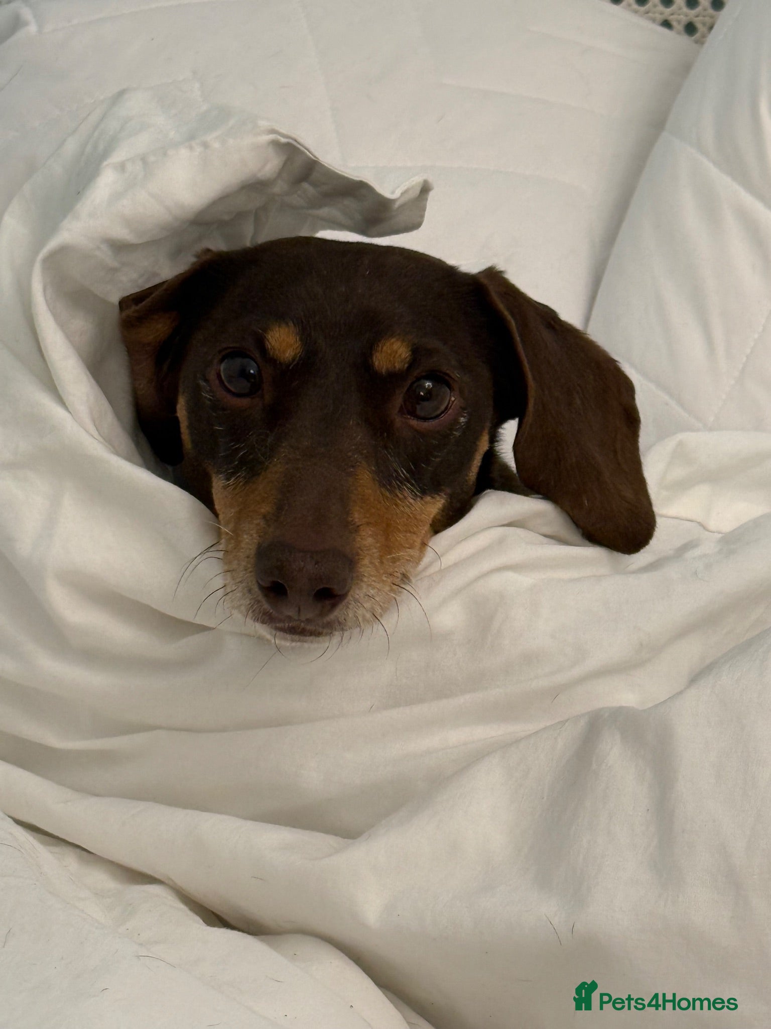 Dachshund dogs Little Daxie lady looking for special home  - Advert 9
