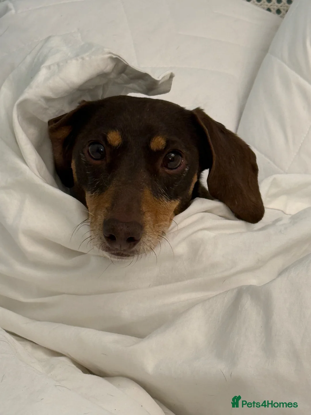 Dachshund dogs for sale: Little Daxie lady looking for special home  - Advert 1