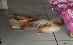 Mixed Breed dogs for sale: 6 beautiful puppies for sale, 3 female and 3 male - Image 18