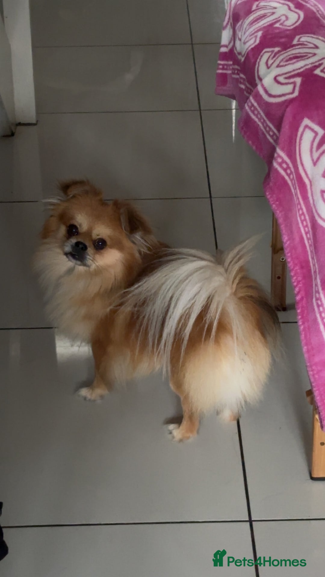 Mixed Breed dogs for sale: 6 beautiful puppies for sale, 3 female and 3 male - Image 18