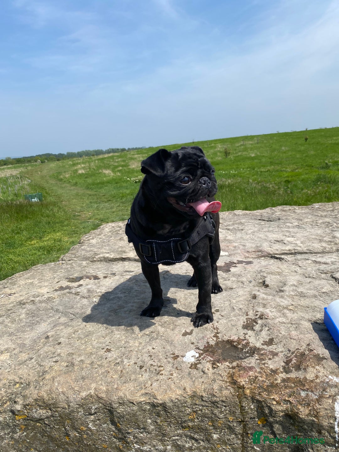 Pug dogs for sale: Pug for sale  - Image 1