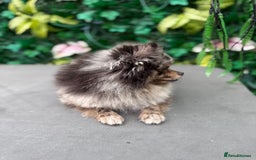 Pomeranian dogs for sale: Stunning Merle Pomeranian!  - Image 8
