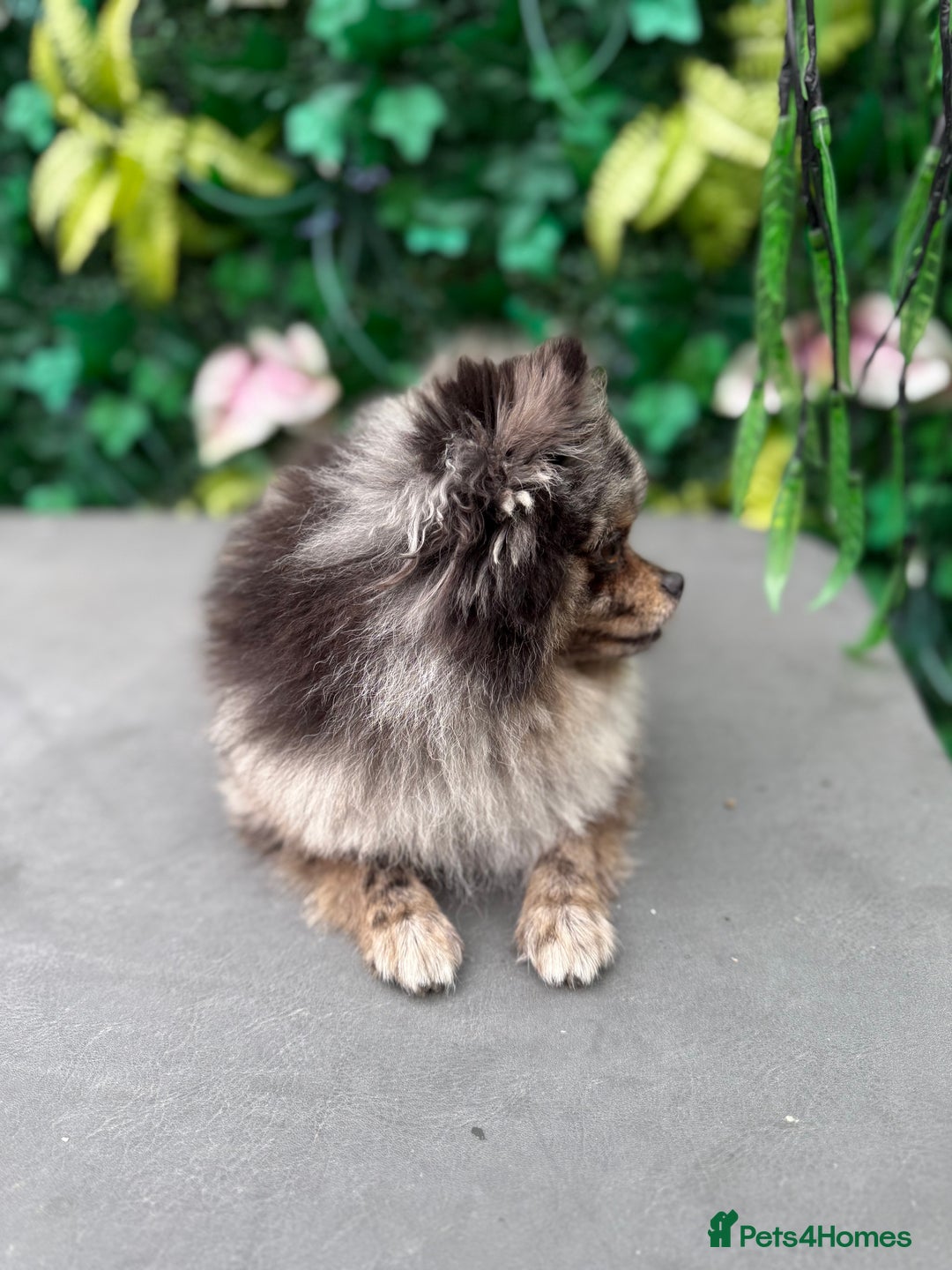 Pomeranian dogs for sale: Stunning Merle Pomeranian!  - Image 8