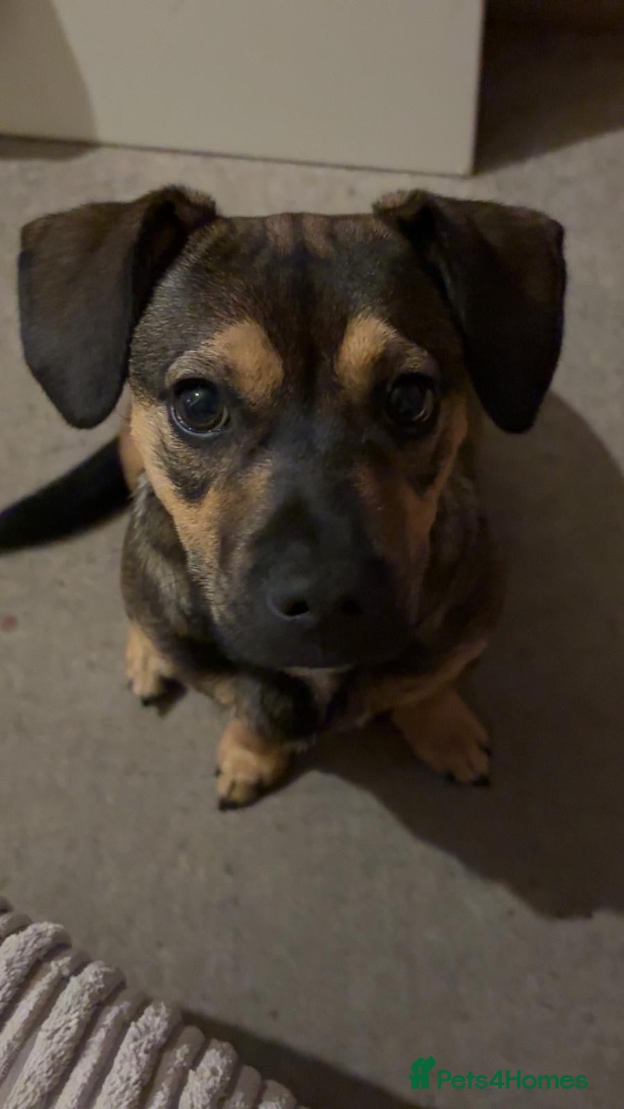 Mixed Breed dogs Sadly having to rehome  - Advert 3