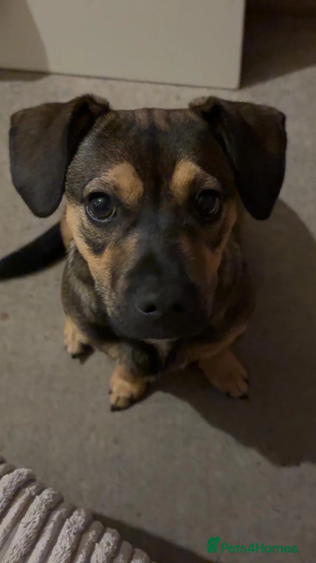 Mixed Breed dogs for sale: Sadly having to rehome  - Advert 1