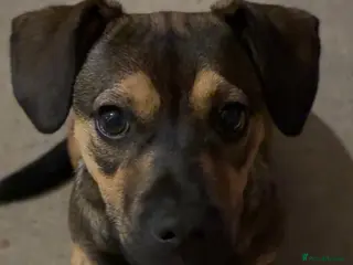 Mixed Breed dogs Sadly having to rehome - Advert 1