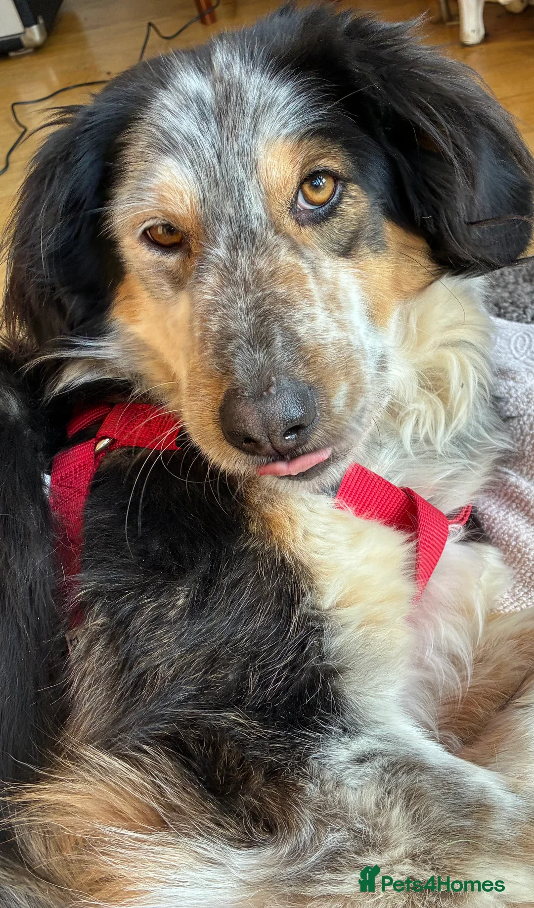 Mixed Breed dogs for adoption: IRIS, a gentle dog of quiet nature - Advert 4