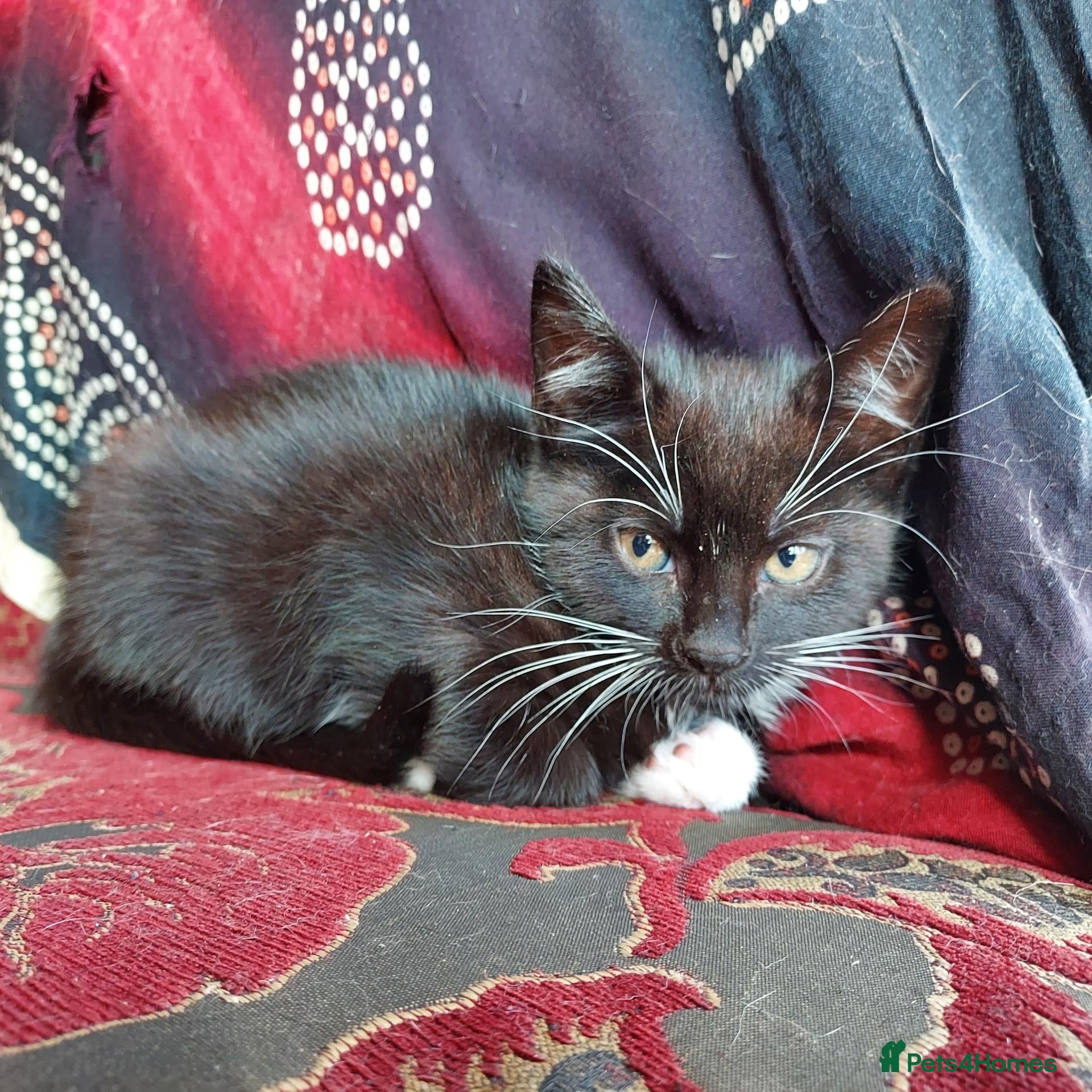 Mixed Breed cats Polydactyl mixed breed kittens - Advert 1