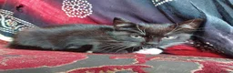 Mixed Breed cats for sale: Gorgeous mixed breed kittens in London - Advert 3