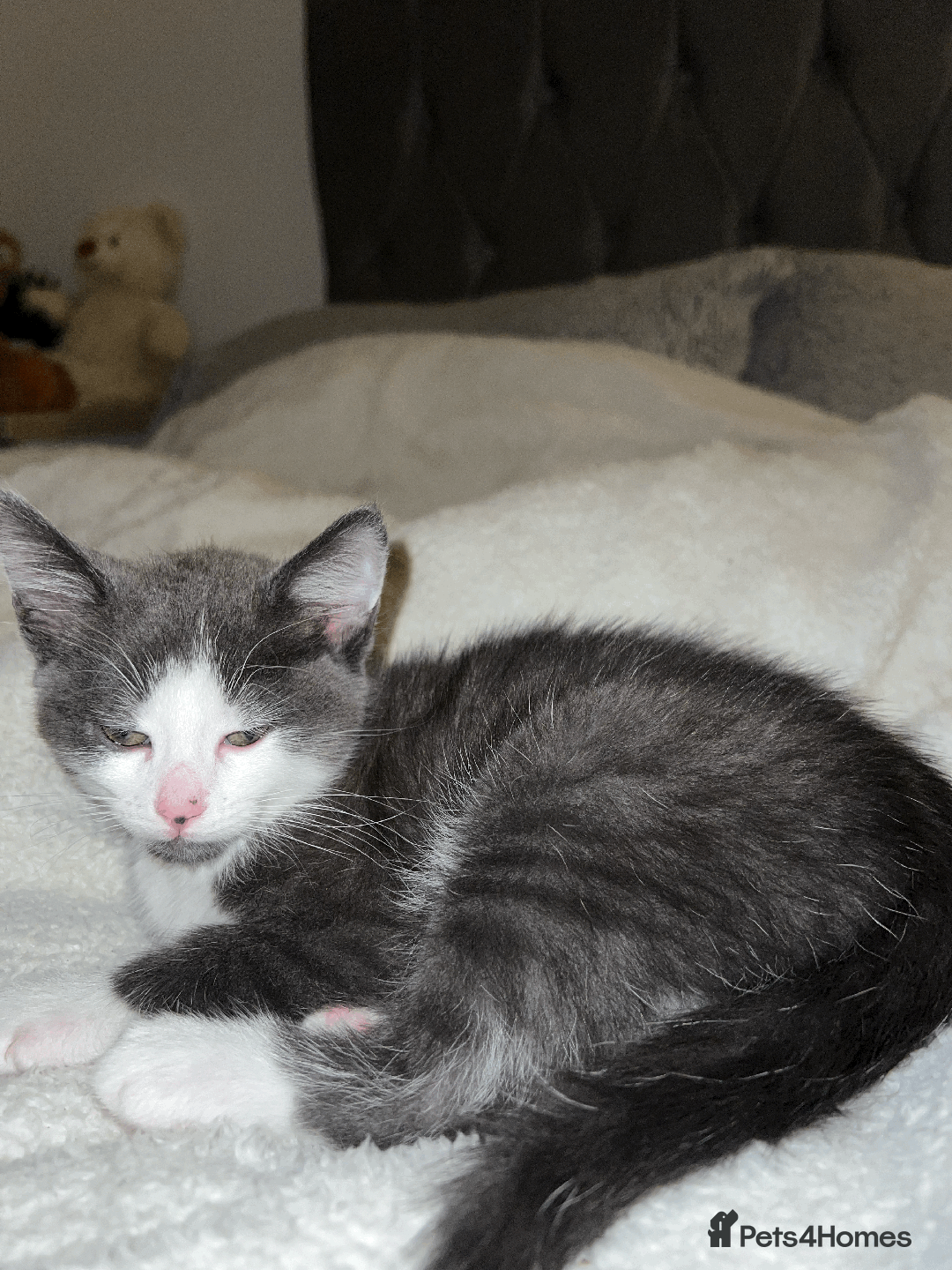 Domestic Shorthair cats for sale: Adorable Kittens Looking for Their Forever Homes - Advert 14