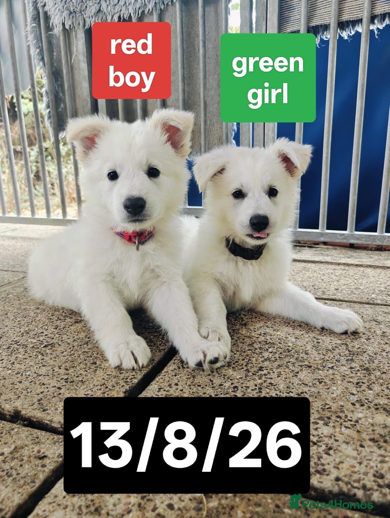 White Swiss Shepherd dogs Stunning KC reg long-coated White Swiss Shepherd - Advert 2