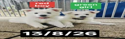 White Swiss Shepherd dogs for sale: Stunning KC reg long-coated White Swiss Shepherd - Advert 1